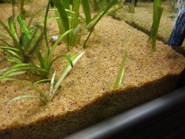 بررسی قیمت خرید سیلیس آکواریوم کیلویی