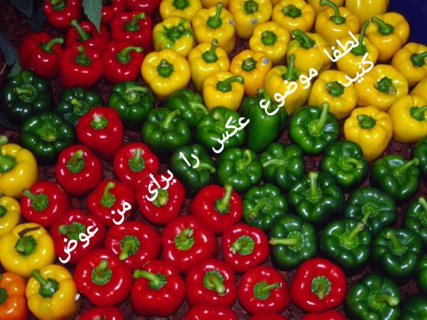 آشنایی با تولیدکنندگان سیلیس کوارتزیت