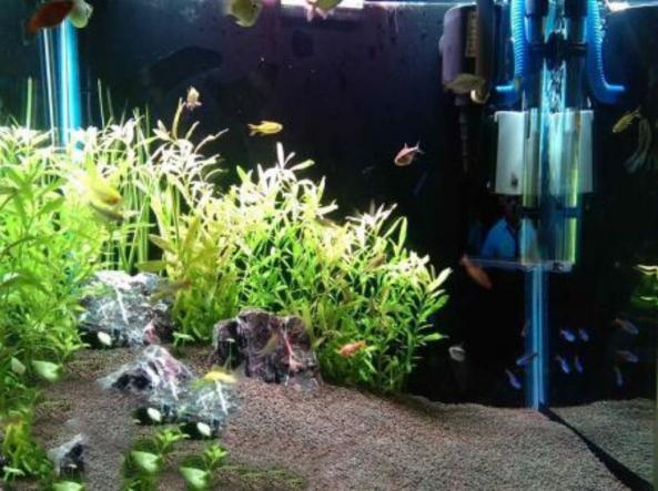 خرید مرغوب ترین انواع سیلیس آکواریوم