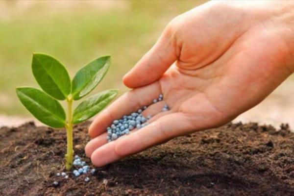 آشنایی با توزیع کنندگان سیلیس گیاه کیلویی